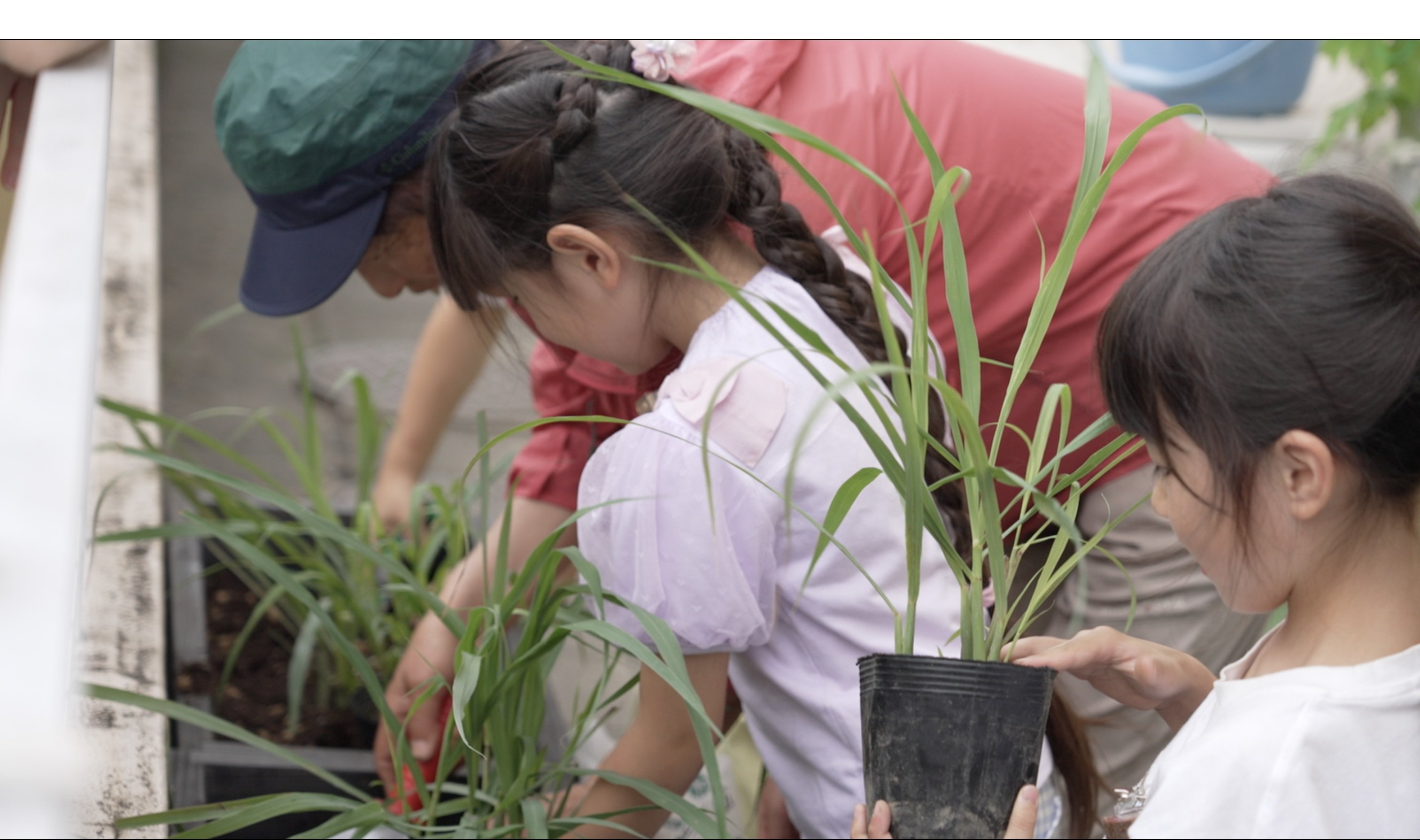 地域の子ども達によるレモングラスの植え付け