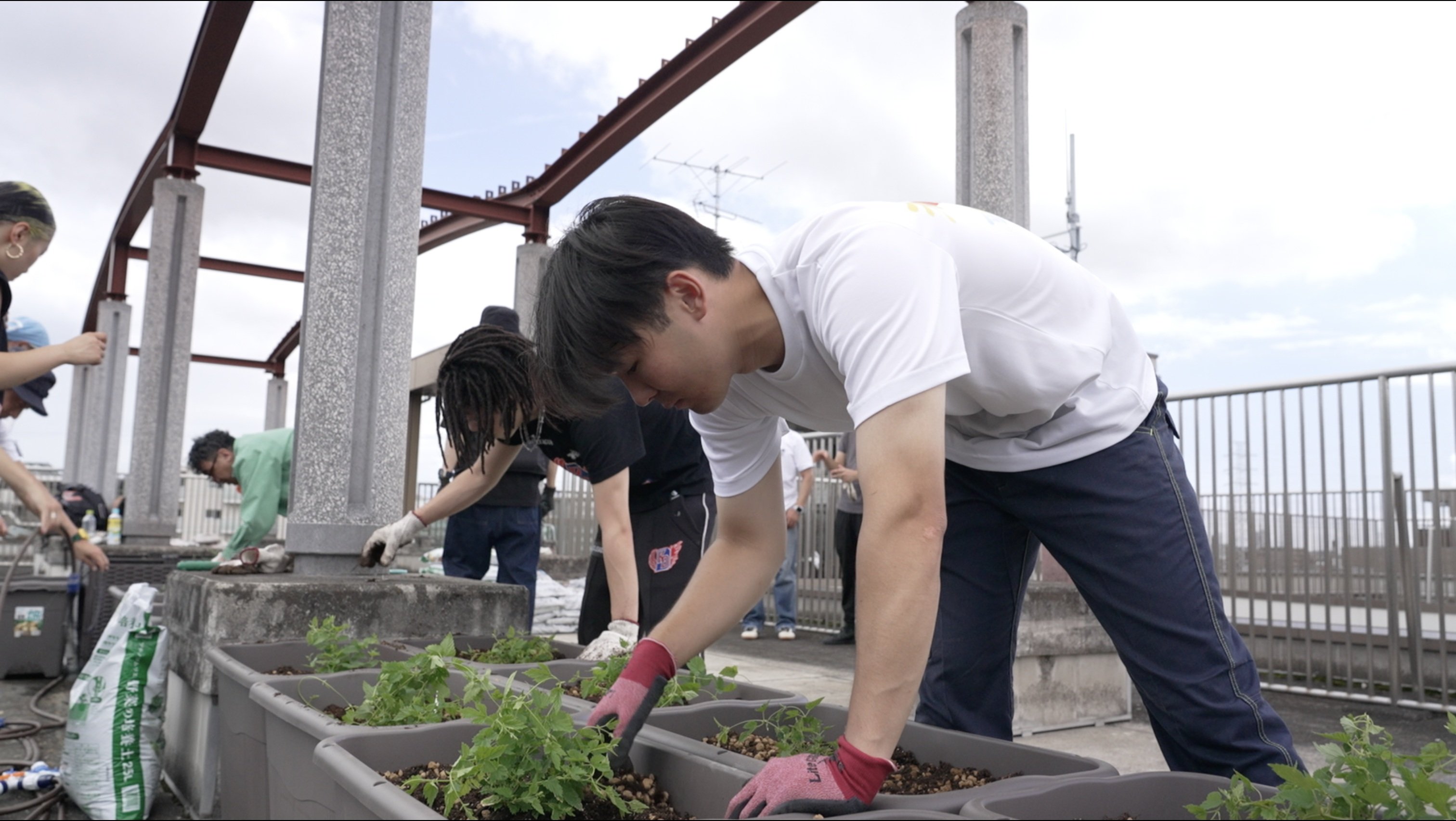 幸区施設でのホップの植え付け